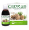 Cedrus olej z orzechów cedrowych 100 ml